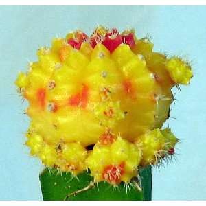   Yellow & Red Grafted Cactus   Easy to Grow Patio, Lawn & Garden