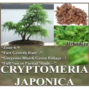   JAPANESE BONSAI C. japonica Seeds Fast Growing Evergreen bluish gren