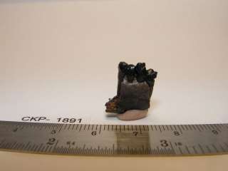 Hell Creek Formation of Montana Partial Mammal Dentary with Two Teeth 