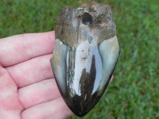 75e Megalodon Fossil Shark Tooth AMAZING ARROWHEAD   