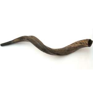 29  31 Medium Yemenite Kudu Horn Natural Shofar, with Free Anti Odor 