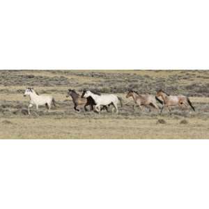  Wild Horses Mustangs, Grey Stallion Leads His Band 
