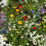 Super Short Wildflower Seeds Carpet like Appearence 1,000 Plus Seeds 