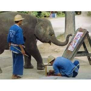 Elephant Painting with His Trunk, Mae Sa Elephant Camp, Chiang Mai 