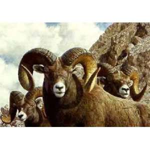   Brenders   Rocky Kingdom Bighorn Sheep Artists Proof