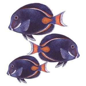  Achilles Tang Fish Repositionable Wall Mural Decal