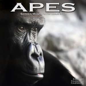  Apes 2013 Wall Calendar 12 X 12 Office Products