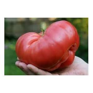  Aussie Tomato Seed Patio, Lawn & Garden
