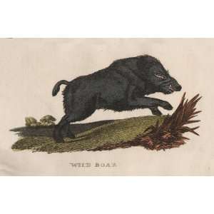    Jardine 1814 Engraving of the Wild Boar