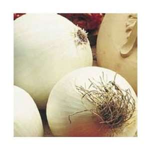  White Sweet Spanish, RM Long Day Onion Seed   By The Pound 