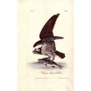   James Audubon   24 x 38 inches   Fish Hawk or Osprey