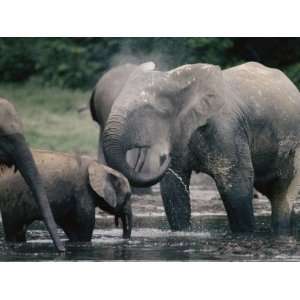  African Forest Elephants Drink, Probe for Minerals, and 