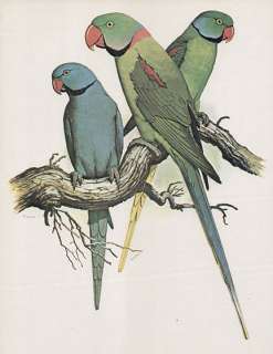 William T Cooper natural history print parrots of India PARAKEETS 