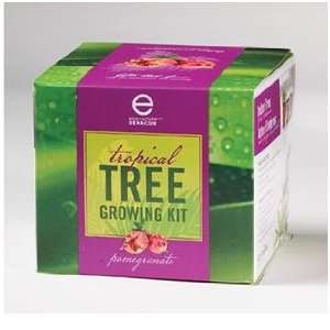  Tropical Tree Seed Kit   Pomegranate: Patio, Lawn & Garden