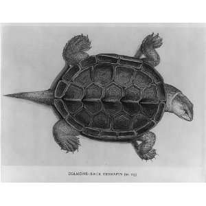  Diamondback terrapin Turtle,John White Drawing 1585 93 