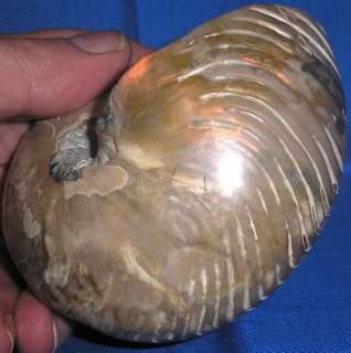 Whole Ammonite Sea Fossil Nautilus Ancestor 3.75 15+oz  