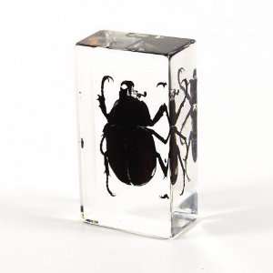   Real Bug Paperweight Regular Medium Rhinoceros Beetle: Office Products