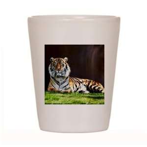  Shot Glass White of Bengal Tiger Stare HD 