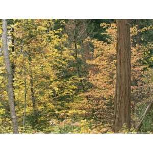  A Dogwood and a Bigleaf Maple Tree National Geographic 