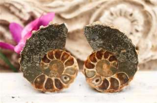 Matching Fossil Ammonite Managastgar Cabs a72  