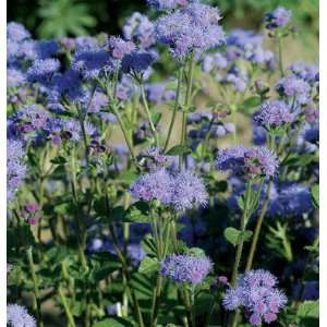   Ageratum Tall Blue Planet 90 Seeds per Packet Patio, Lawn & Garden