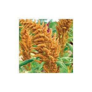  Golden Giant Amaranth 150 Seeds   Flower/Veggie Patio 