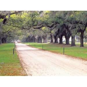 Live Oaks and Spanish Moss, Boone Hall Plantation, South Carolina, USA 