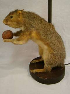 PAIR 2) RETRO Vintage SQUIRREL & NUT Old TAXIDERMY Stuffed MOUNTED 