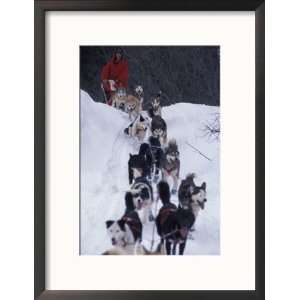 Dog Sled Racing in the 1991 Iditarod Sled Race, Alaska, USA Framed 