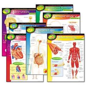 Human Body Learning chart Combo Pack   17 x 22 Charts, 7 per Pack(sold 