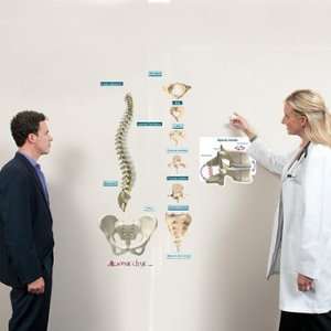  Spine Sticky Anatomy Wall Chart: Health & Personal Care