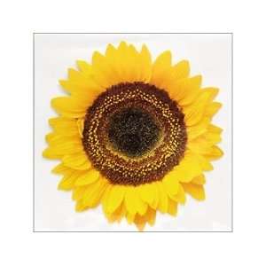    Paper House Diecut Card Common Sunflower (3 Pack): Pet Supplies