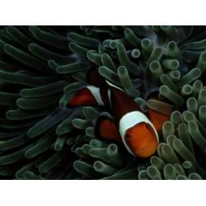 False Clown Anemonefish Floats Through Sea Anemone Tentacles Premium 