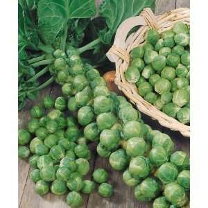  Long Island Improved Brussel Sprout Seed   5g Seed Packet 