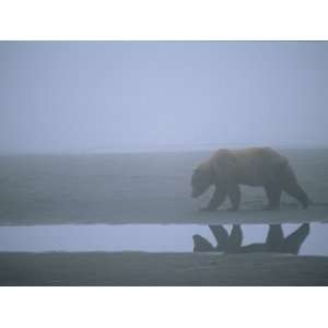  Alaskan Brown Bear, Ursus Arctos Gyas, Walking on Beach in 