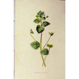   C1890 Botanical Print BuxbaumS Speedwell Colour Plant: Home & Kitchen