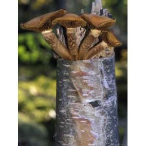  Mushroom Growing from a Birch Tree, Alaska Stretched 