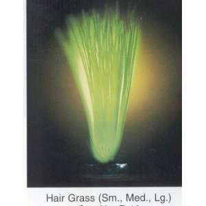   Plants Glo Lite Hairgrass / blue w/ Green Tips (Medium): Pet Supplies