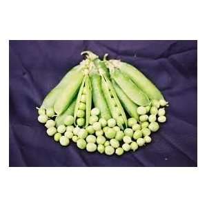  Pea Early Frosty Great Heirloom Vegetable 300 Seeds Patio 
