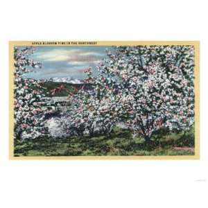  Washington   View of Apple Trees in Blossom Premium Poster 