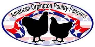 12+6 Black Orpington Hatching Eggs American SOP Type   PRESALE  