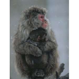  A Mother Snow Monkey, or Japanese Macaque, Holds Her 