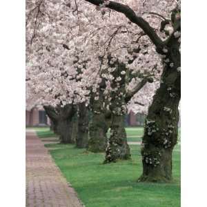 Cherry Blossoms at the University of Washington, Seattle, Washington 