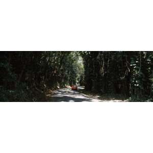  Car on a Road in a Forest, Hilo, Hawaii, USA by Panoramic 