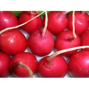  Radish Crimson Giant Great Heirloom Vegetable 1,200 Seeds 