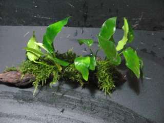 peacock moss & nana + Driftwood   Live aquarium plant W  