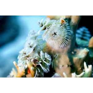  Christmas Tree Worms   Peel and Stick Wall Decal by 