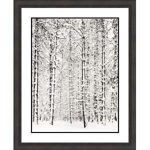  Pine Forest In The Snow by Ansel Adams   Framed Artwork 