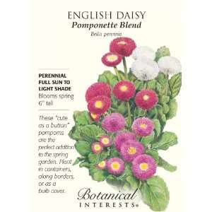  English Daisy Pomponette Blend: Patio, Lawn & Garden
