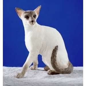  Cat   Blue Point Siamese 